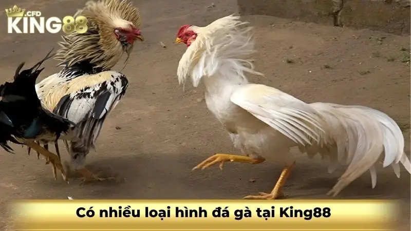 Có nhiều loại hình đá gà tại King88